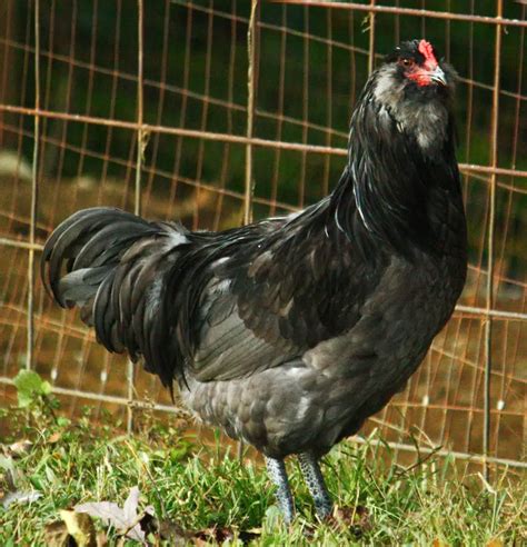 gallinas ameraucanas|ameraucana rooster pictures.